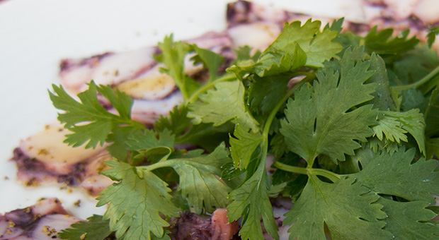 Café Trama - Carpaccio de poulpe