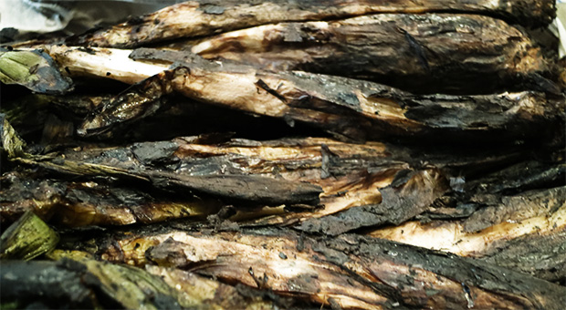 Calçots