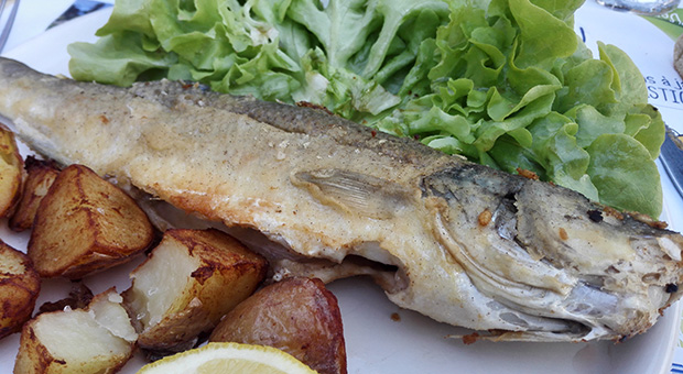 L'Olivier - Loup de mer